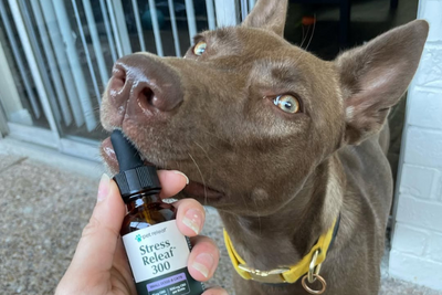 Full Spectrum vs Broad Spectrum CBD for Dogs: Which is Better?