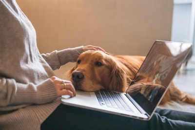 Can You Get CBD For Dogs on Amazon?