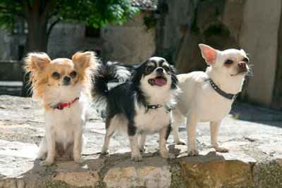 What is the Best CBD Oil For Small Dogs?