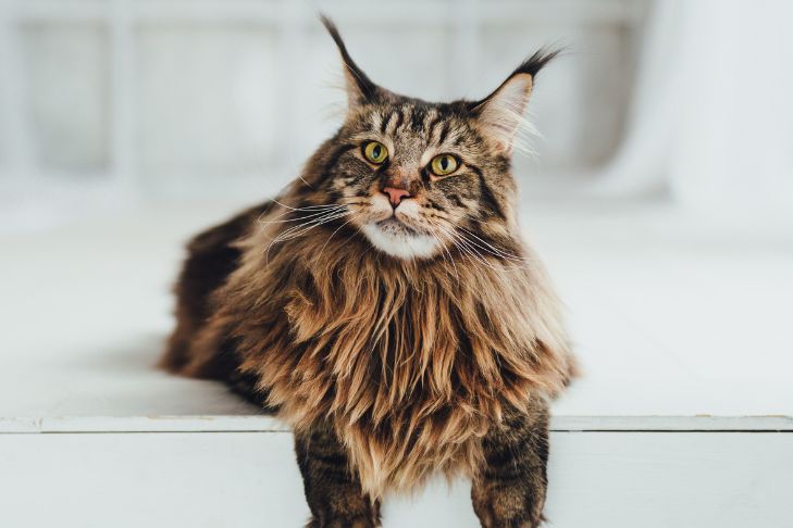 brown Maine Coon cat sitting with a white background