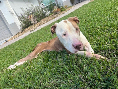 From Paralysis to Second Chances: Noelle's Rescue Story
