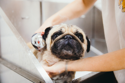 Celebrating the Supporters in Your Pet's Life This Holiday Season