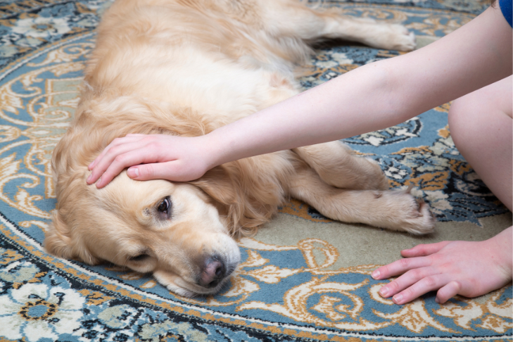 dog eats weed or marijuana and sick