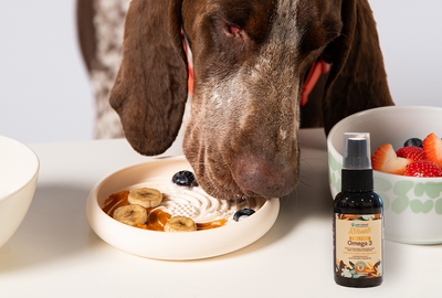 3 Changes You Should Make to Your Dog's Mealtime Routine