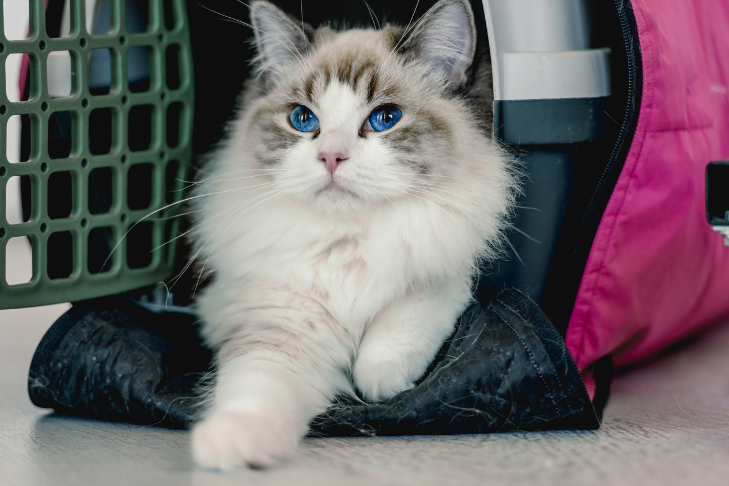 Ragdoll Cat Lifespan and Common Health Concerns