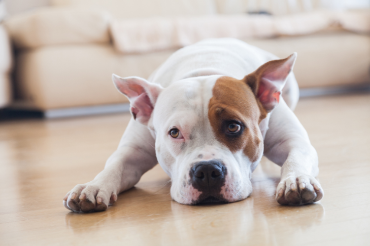 What to Expect When You Bring Home a Rescued Dog or Cat