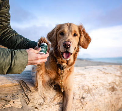 Everything You Need to Know About Skin & Paw Releaf , Topical CBD for Pets