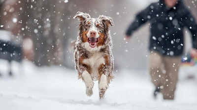How Pet Releaf May Support Dog Joint Discomfort This Winter