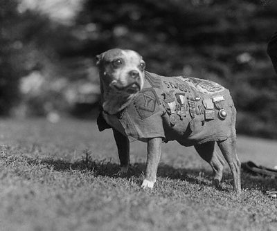 5 Inspiring Military Dogs to Remember