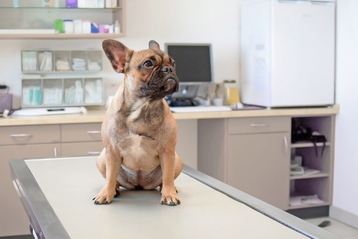 french bulldog at vet