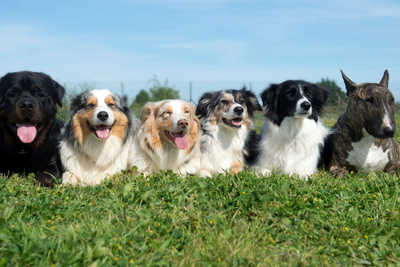 What Dog Breed Are You Based On Your Zodiac Sign?
