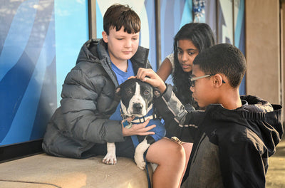 Simone’s Journey from Rescue Pup to Beloved Therapy Dog