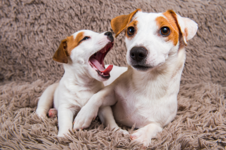 adult terrier with puppy