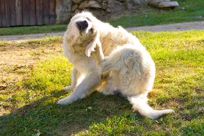 How to Prevent, Spot, and Care For Flea & Tick Bites on Pets