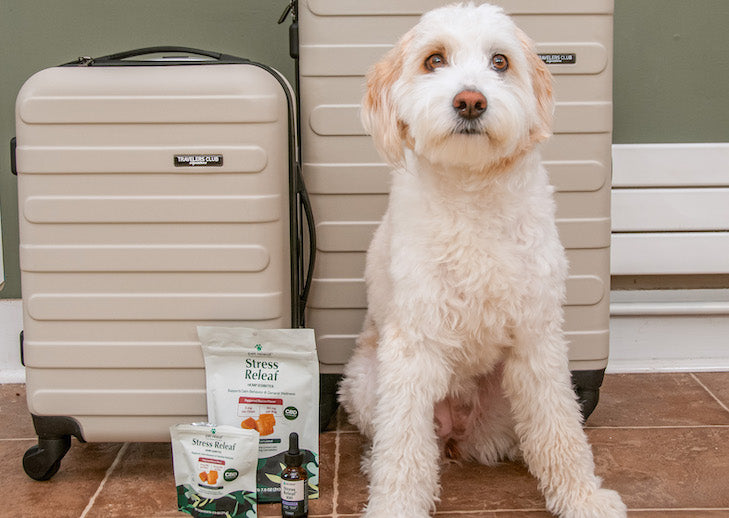 dog traveling with cbd