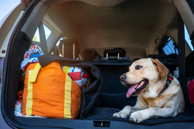 How to Prepare Your Pet For Summer Stressors