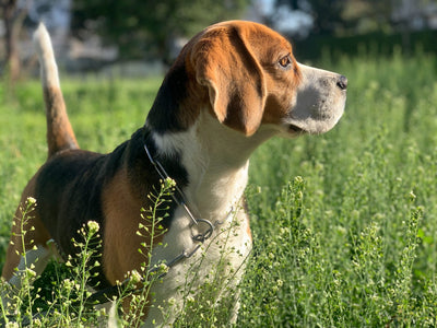 Beagle Lifespan and Common Health Issues