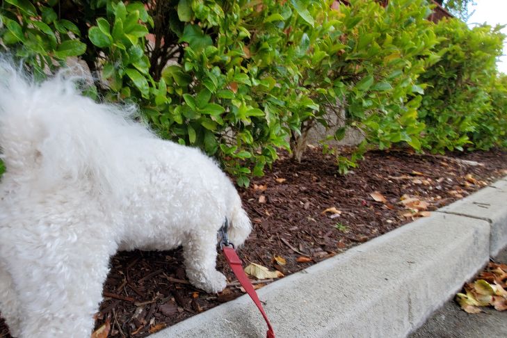 Small white dog sniffing in the mulch outdoors