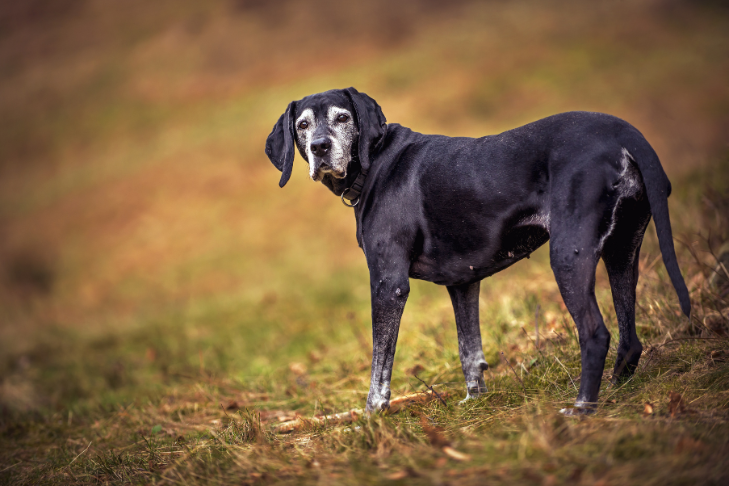 black senior dog outdoors on a walk