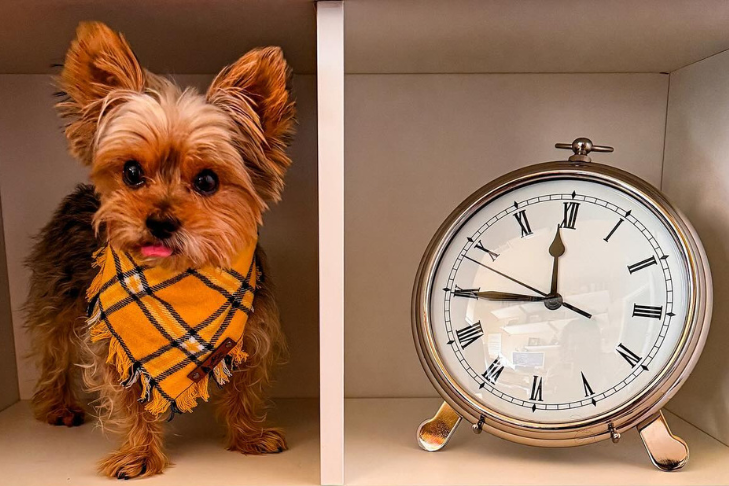 Does the Time Change Affect Pets?