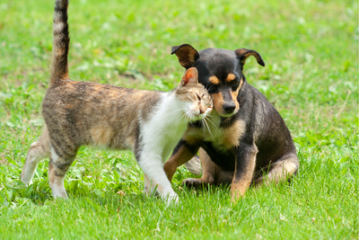 How the Seasons Changing Affects Our Pets