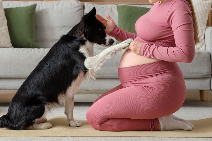 border collie dog raising paw at a pregnant woman's stomach