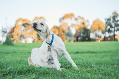 Top 10 Dog Breeds Most Prone to Allergies and Itchiness