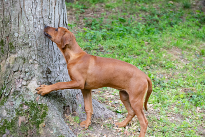 Can Dogs Eat Cicadas?