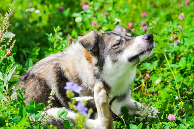 Is it Safe to Give Benadryl to Dogs?  Benadryl and Dogs - An Overview