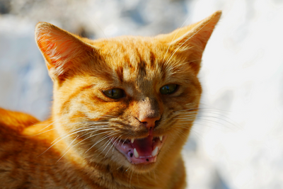 Why Is My Cat Meowing So Much?