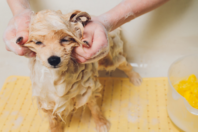 Pet CBD Dog Shampoo vs. Regular Pet Shampoo: Which is Better?