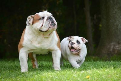 What Age Should Dogs Take CBD?