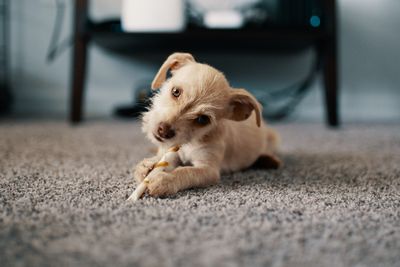 Can You Give Puppies CBD?