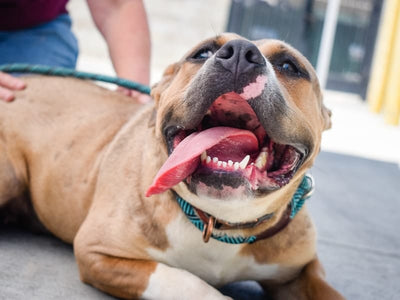 Dog Dental Health: How to Keep Your Pup’s Teeth Clean and Healthy