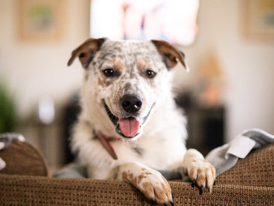Dog Heart Health: How to Support Your Canine’s Heart Health
