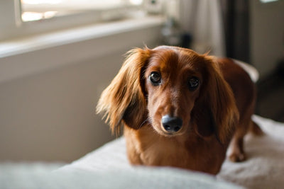 Dachshund Lifespan and Common Health Issues