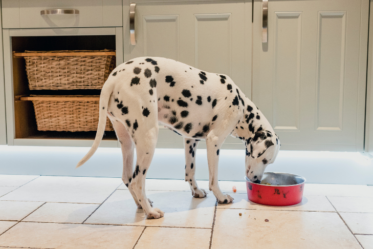 Best Daily Wellness Routine for Large Breed Dogs