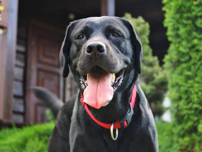 Eye Health for Dogs: How to Keep Your Canine’s Eyes Healthy