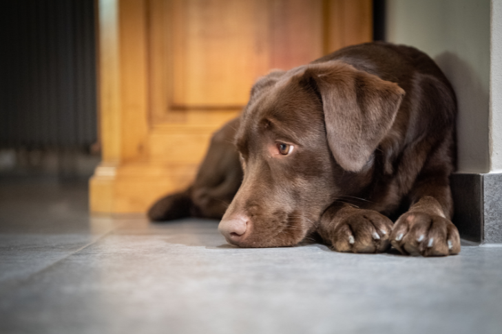 do dogs grieve