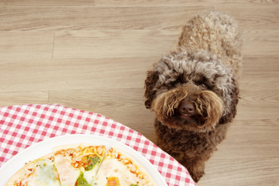 3 Thanksgiving CBD Recipes For Your Dog