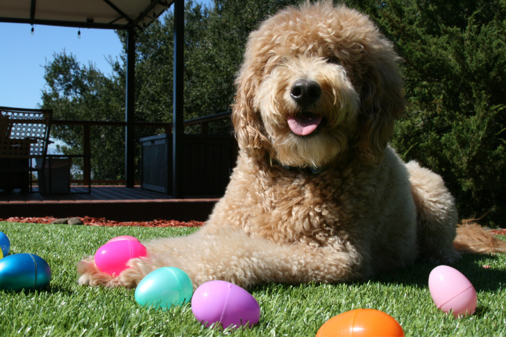 dog outdoors with plastic egg hunt