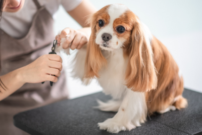 Fall Grooming Guide For Dogs of All Coat Types