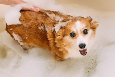 How to Choose the Best Dog Shampoo 