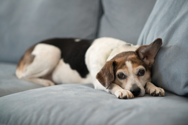 dog on couch looking sad