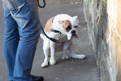 Can CBD Help Dog Diarrhea and Digestive Issues?