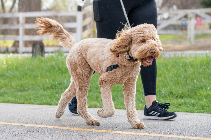Socialization Tips For Reactive Dogs