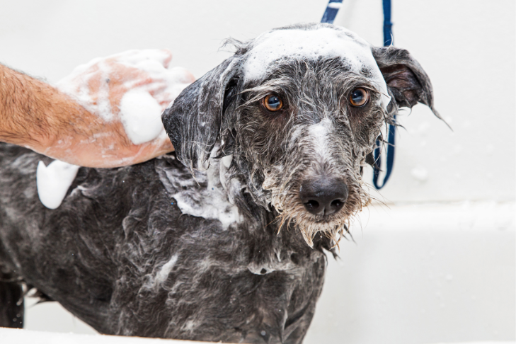 dry shampoo vs liquid shampoo for dogs