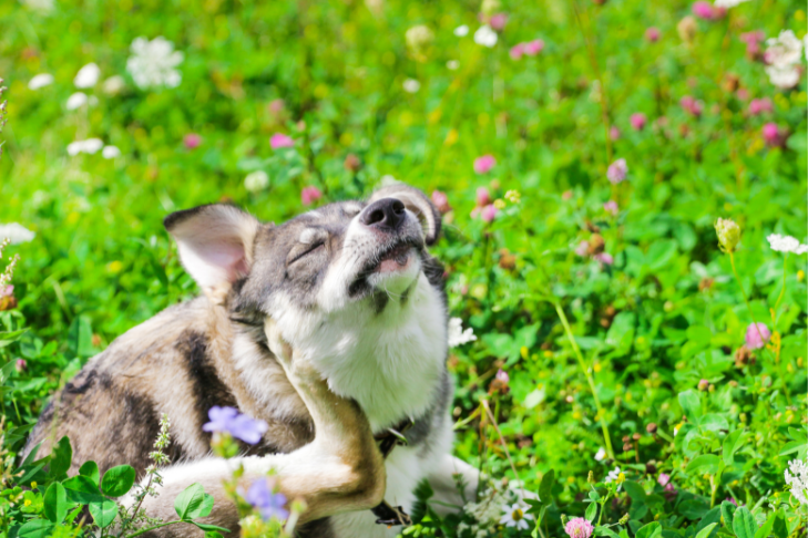 dog spring allergies