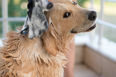DIY Home Remedies for Itchy Dogs: Natural Solutions for Skin Relief