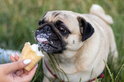 Cool Off Your Pup with This Easy Frozen Yogurt Recipe for Dogs